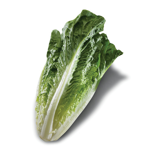 Romaine Lettuce