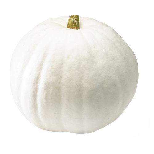 Pumpkin White