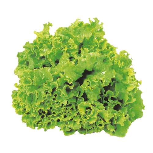 Green Leaf Lettuce