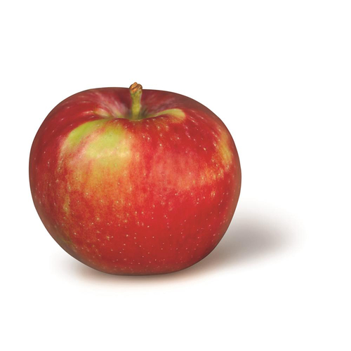 McIntosh Apples