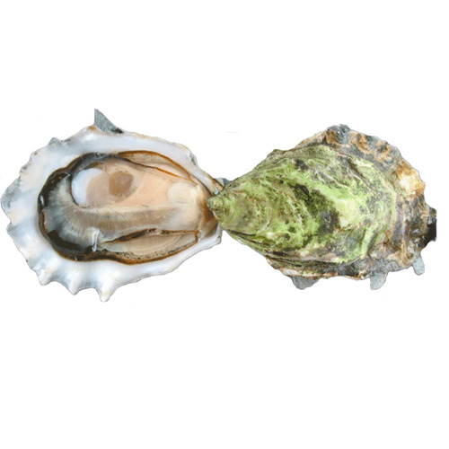 Fanny Bay Oysters