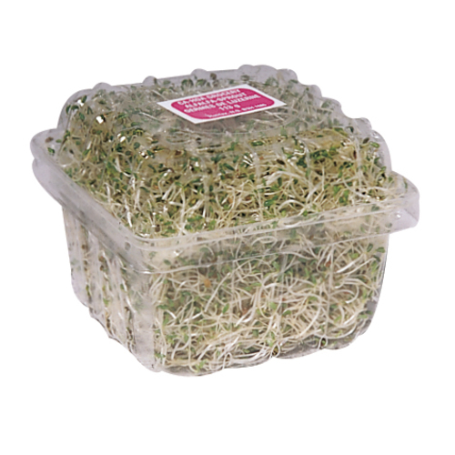 Alfalfa Sprouts