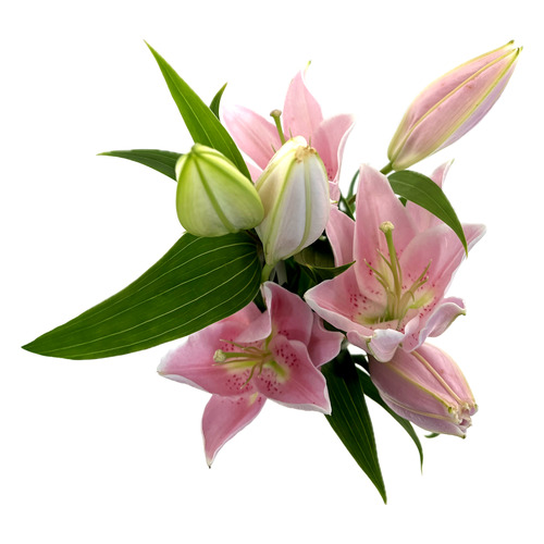 Oriental Lilies