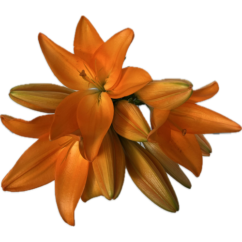 Asiatic Lilies