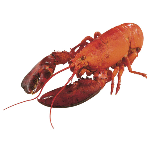 Cooked Whole Lobster