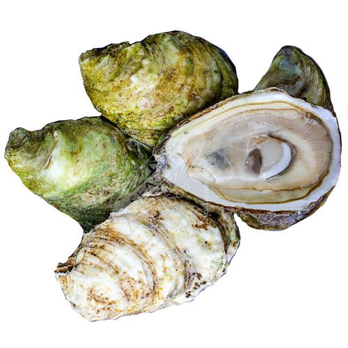 Ocean Wise Oysters Malpeques In Shell