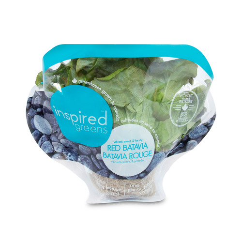 Living Lettuce Red Batavia