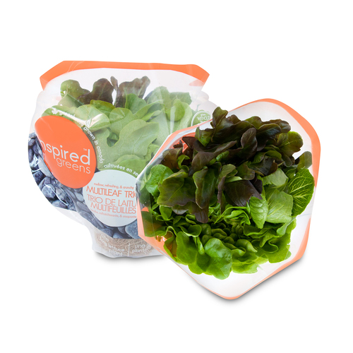 Living Multi-Leaf Trio Lettuce