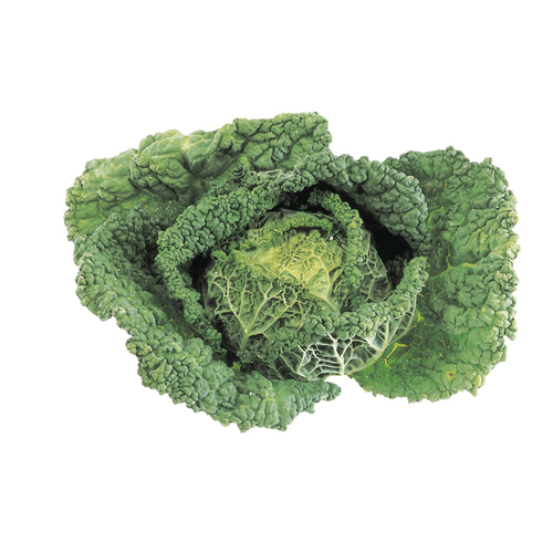 Savoy Cabbage