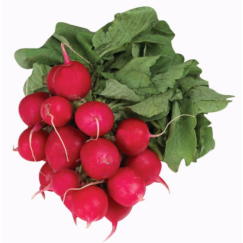 Organic Radish