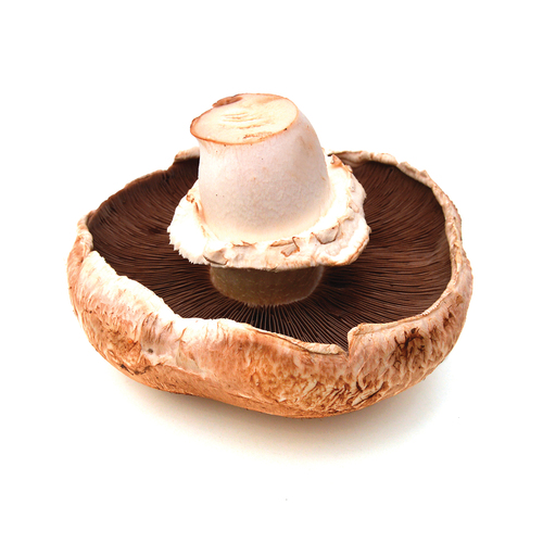 Organic Portabella Mushroom