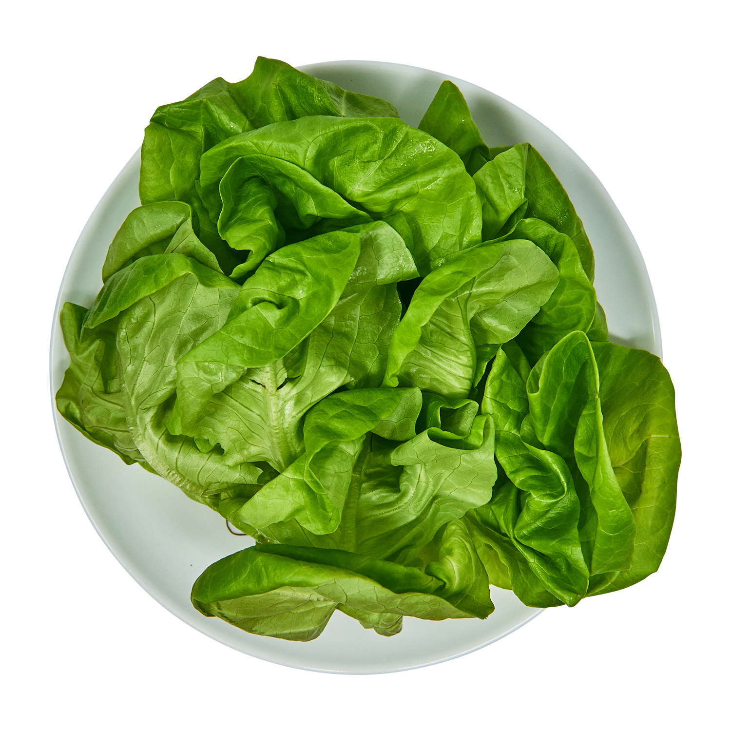 Boston Single Dome Lettuce 1 Count
