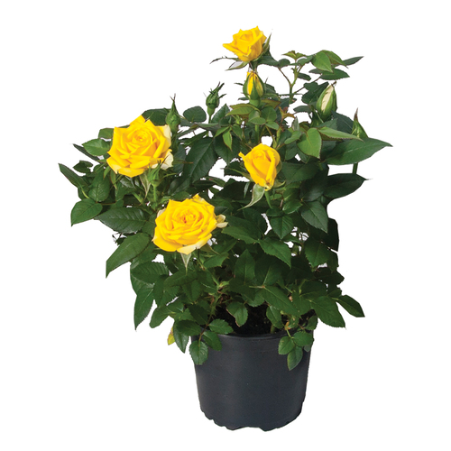 Buy Garden Rose 4-Inch | Sobeys Inc.